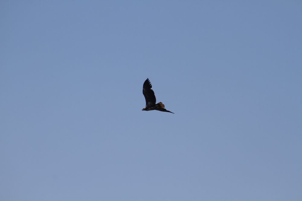 Mein vierter Seeadler auf Usedom IV