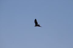 Mein vierter Seeadler auf Usedom IV