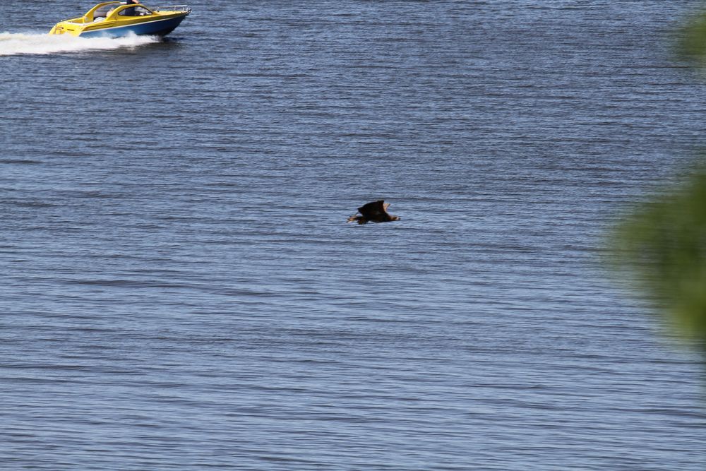 Mein vierter Seeadler II...