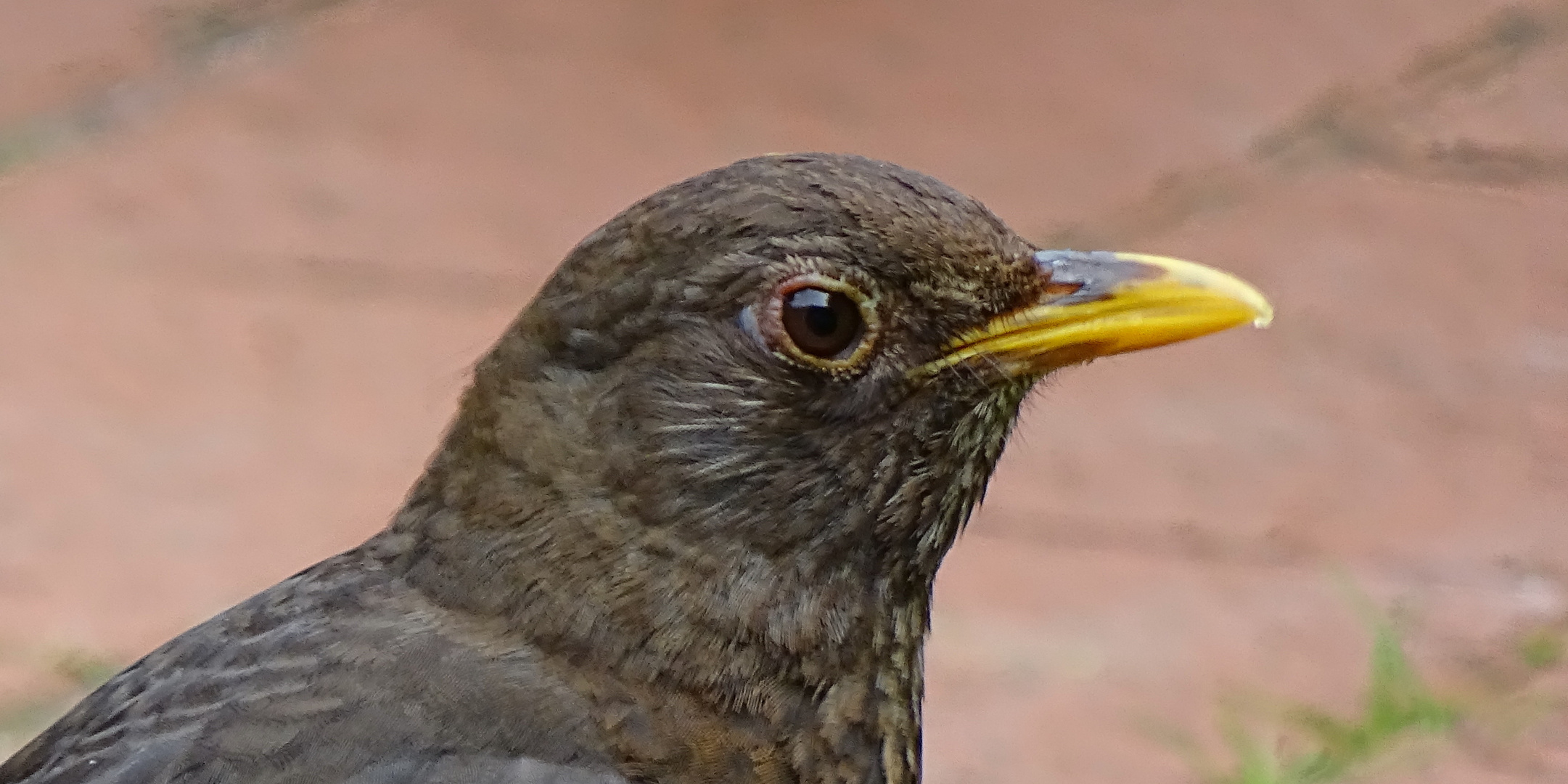 "mein" Vogel...