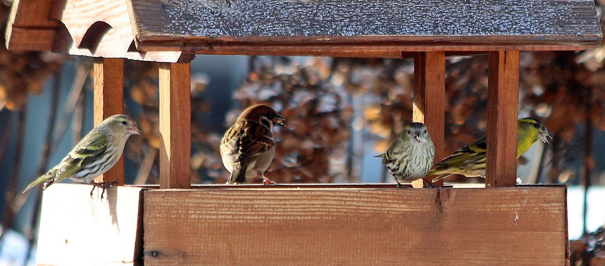 Mein Vogelhäuschen...I