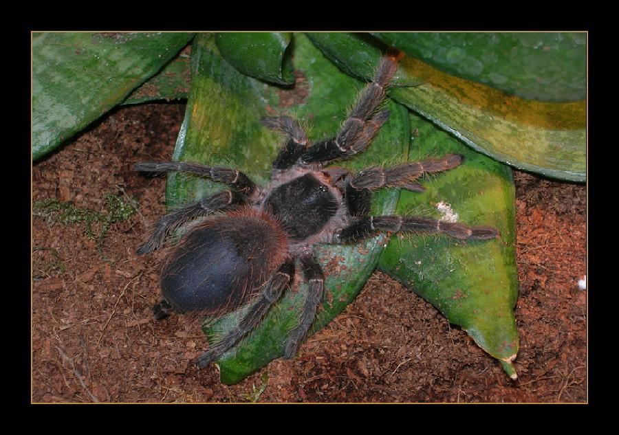 Mein Vogelspinne vor der Heutung