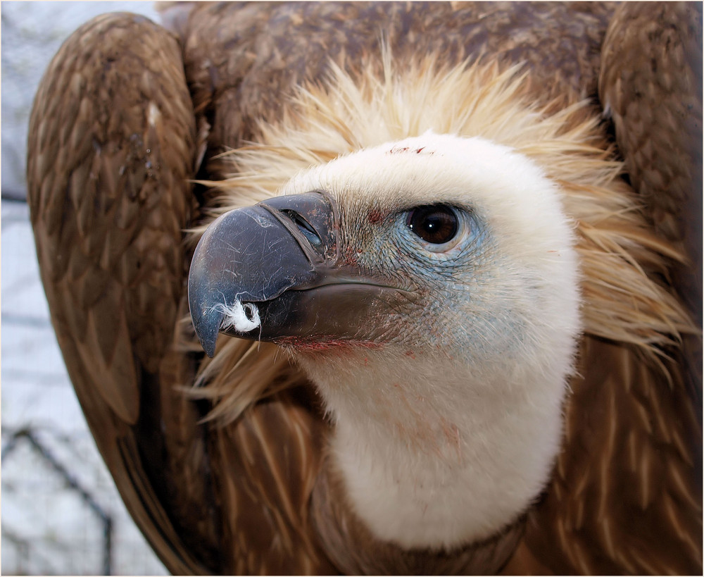 Mein Vorschlag für einen neuen deutschen Wappenvogel ....