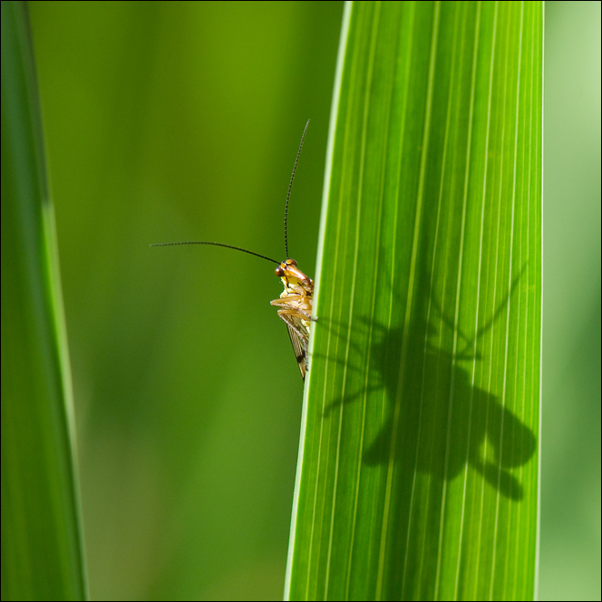 mein Wachmann im Garten