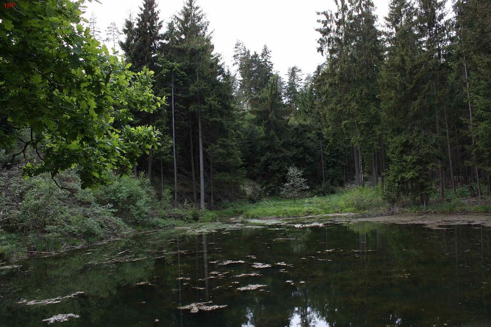 Mein Waldsee