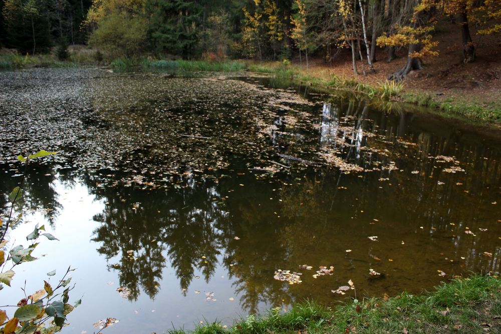 mein Waldsee