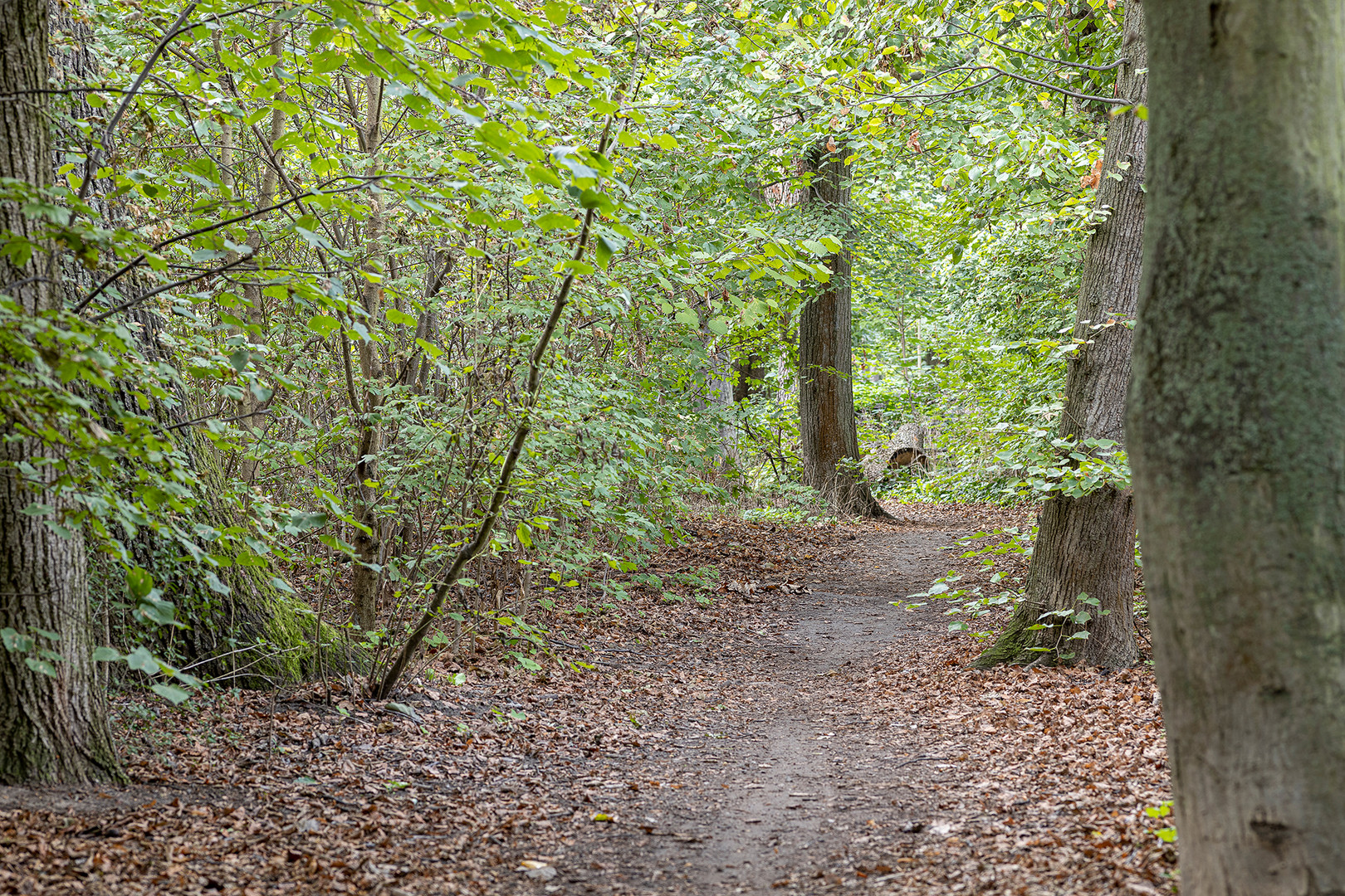 Mein Waldweg 