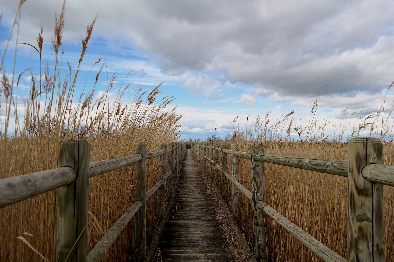 mein Wanderweg durchs Reetfeld!