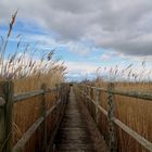 mein Wanderweg durchs Reetfeld!