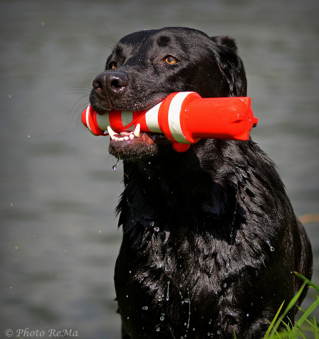 Mein Waterboy...