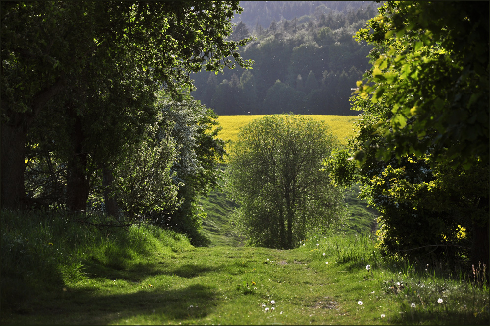 mein Weg