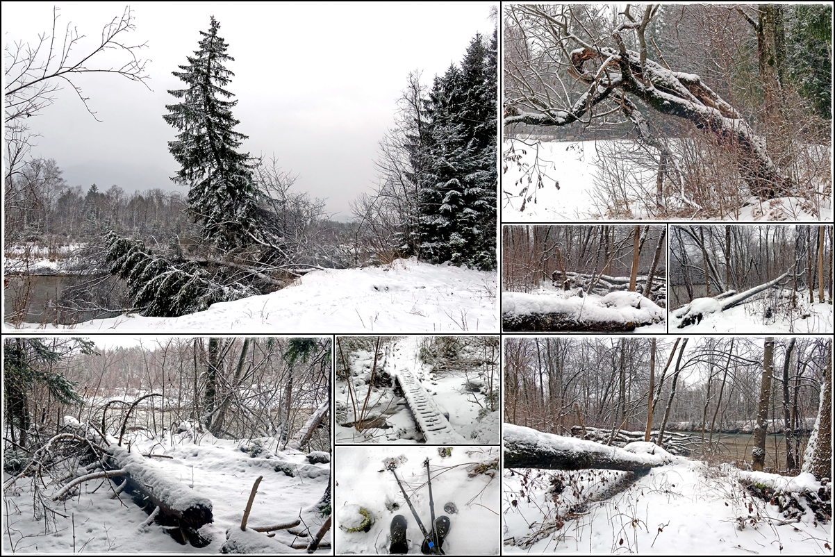 Mein Weg durch den naturbelassenen Wald