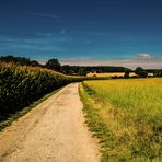 Mein Weg durch die Ried