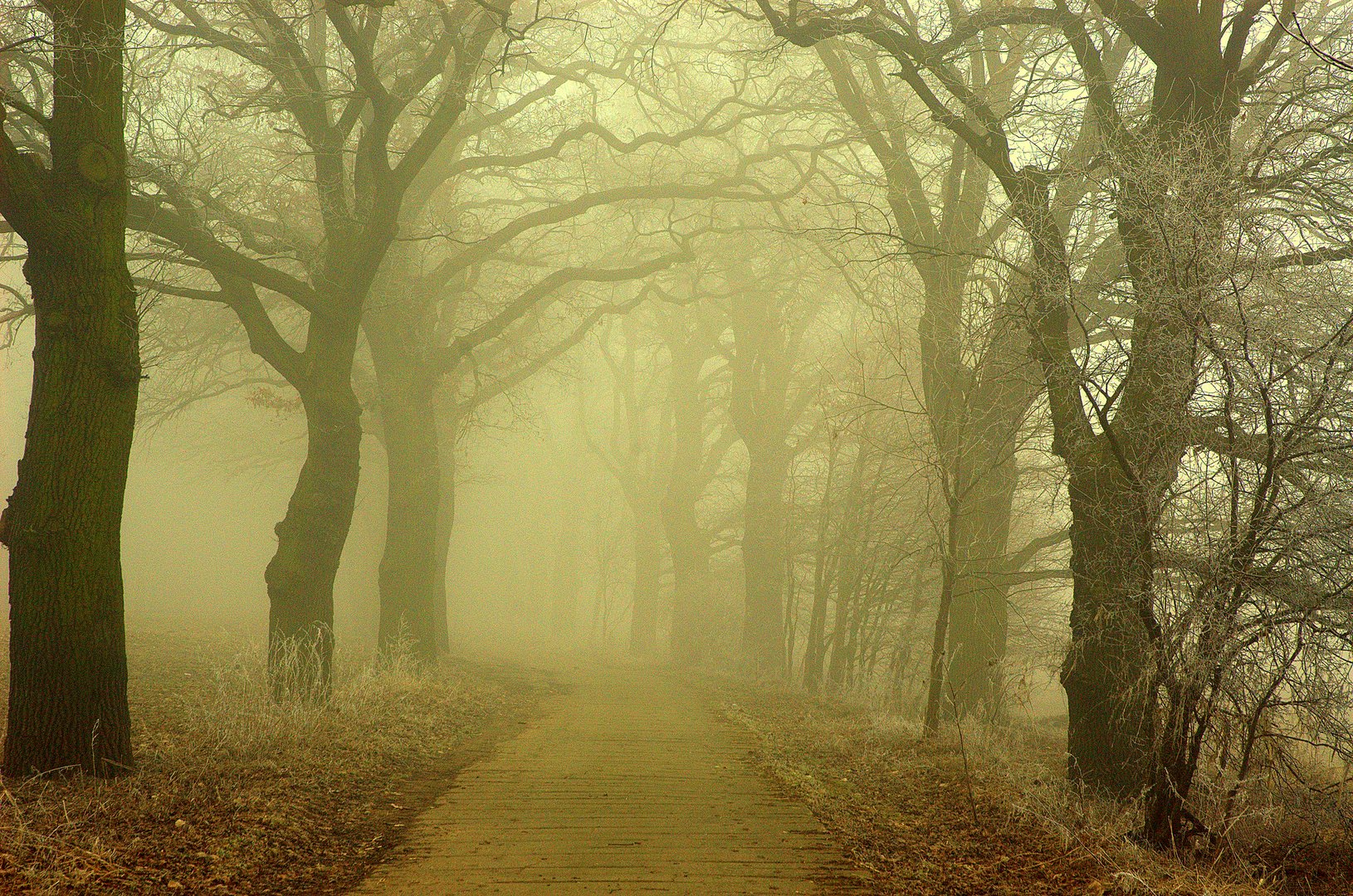 Mein Weg im Frühjahrs-Morgennebel !!!