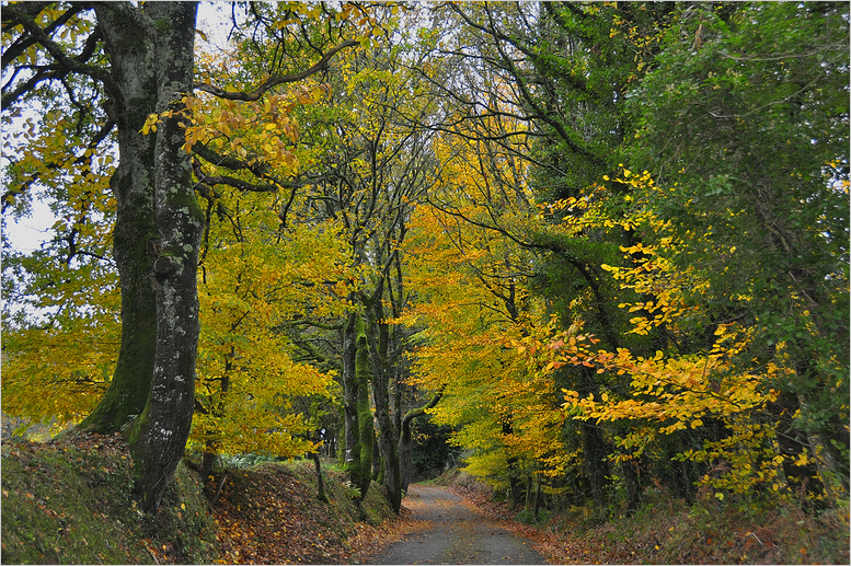 Mein Weg im Herbst