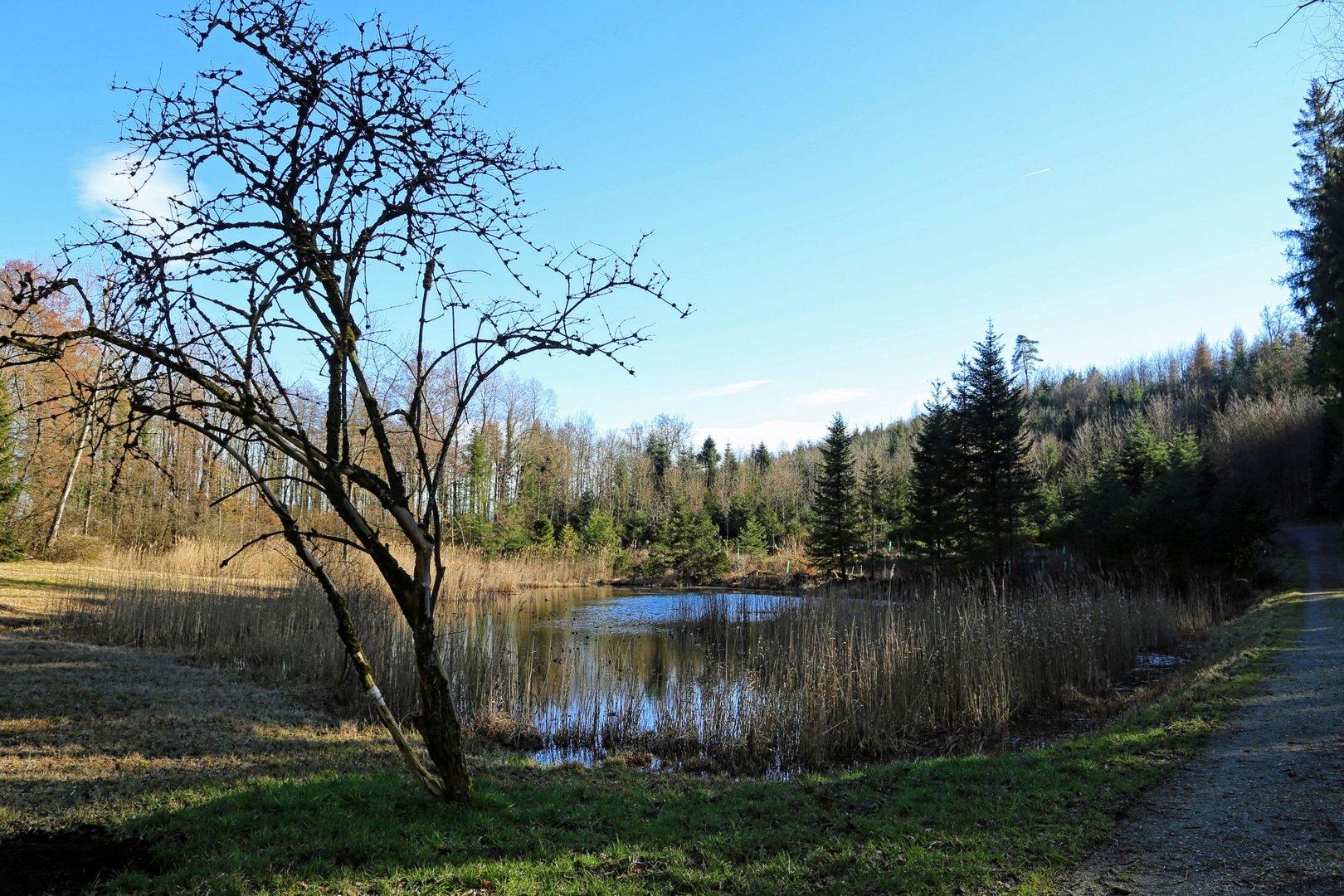 (M)ein Weiher (Februar)