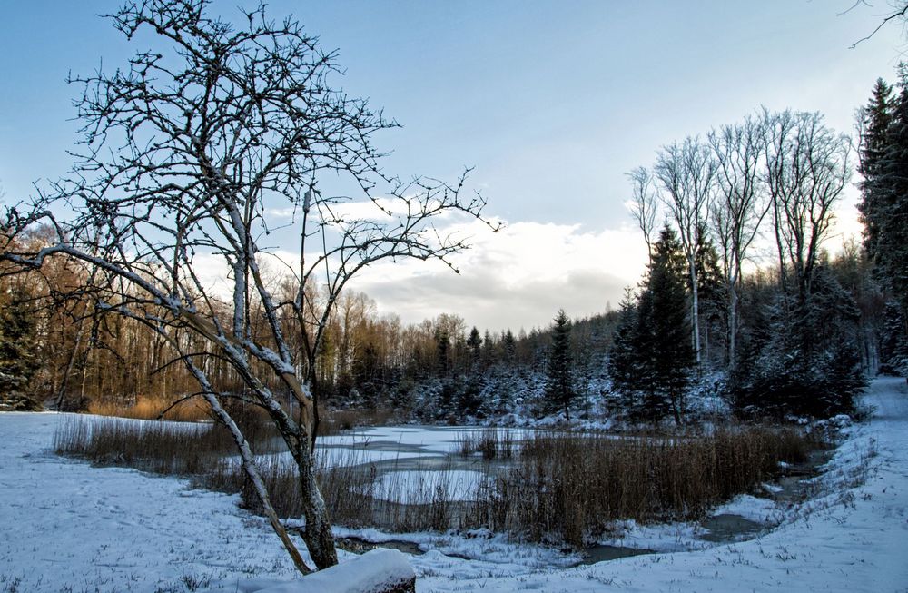 (M)ein Weiher (Januar)