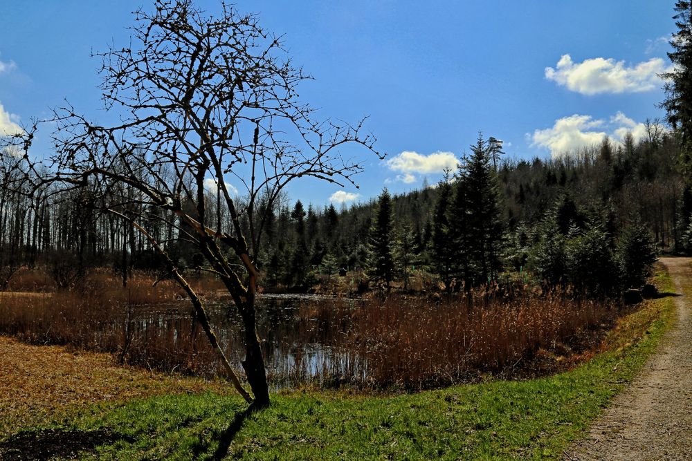 (M)ein Weiher (März)