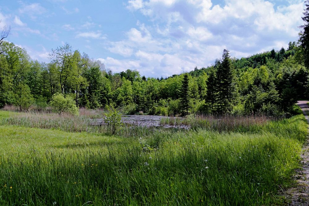 (M)ein Weiher (Mai)