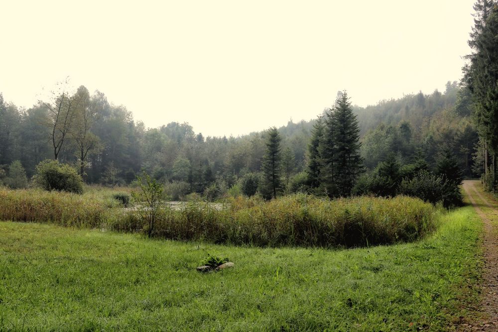 (M)ein Weiher (September)