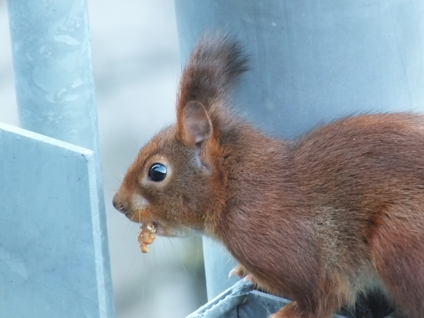 Mein Weihnachts-Eichhörnchen - Snap Teil 2