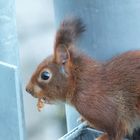 Mein Weihnachts-Eichhörnchen - Snap Teil 2