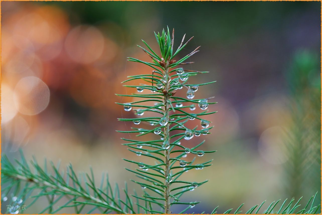 Mein Weihnachtsbaum...