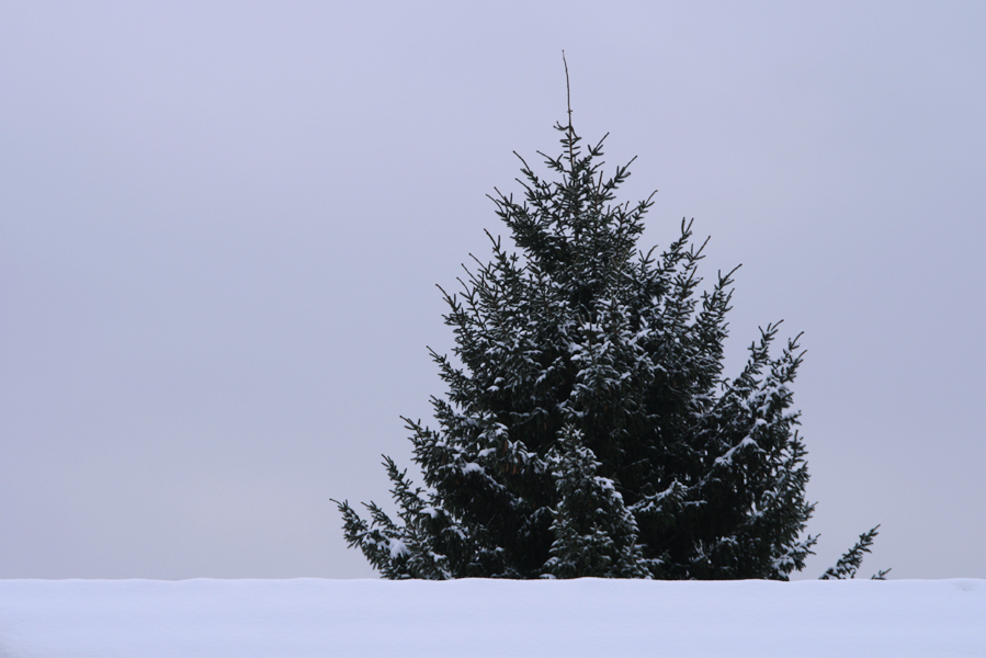 Mein Weihnachtsbaum