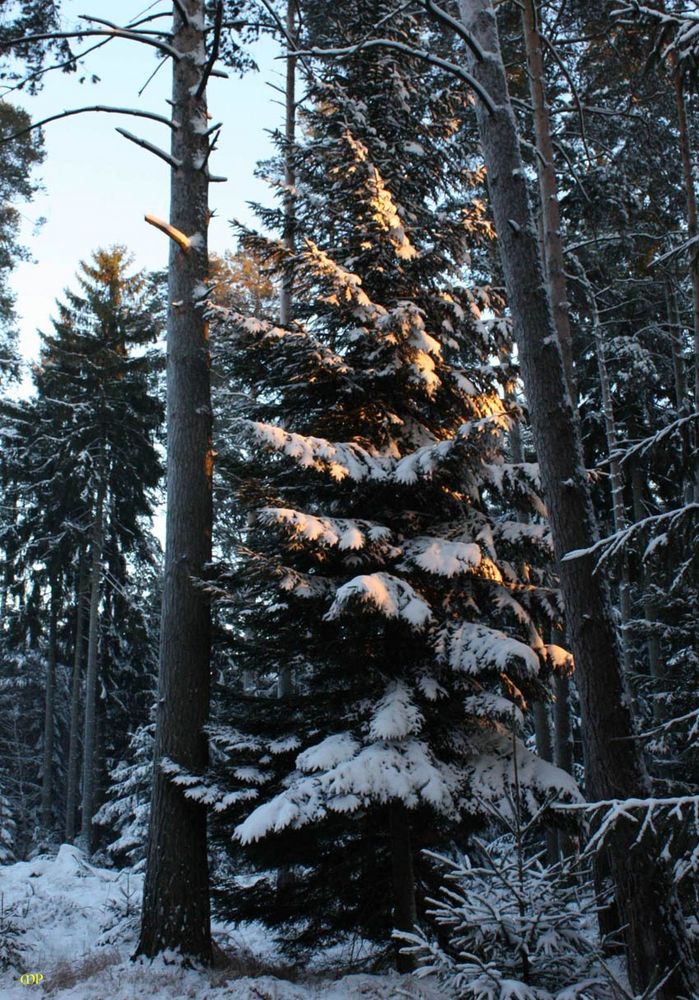 mein Weihnachtsbaum steht noch im Wald