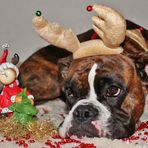 Mein Weihnachtsboxer