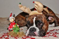 Mein Weihnachtsboxer