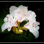 mein weißer Rhododendren
