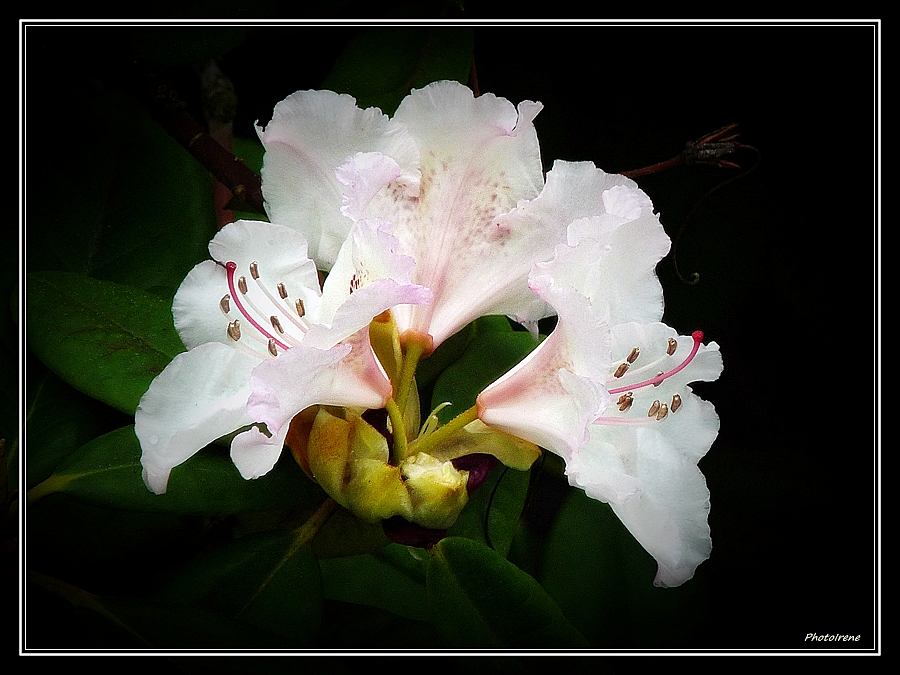 mein weißer Rhododendren