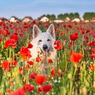 Mein weisses Blümchen ...