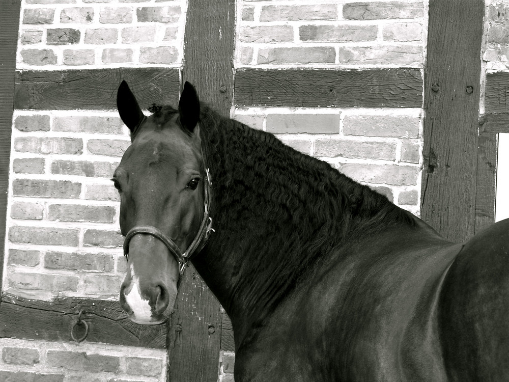 Mein Welsh Cob Wallach Gwydion Llacheu (Piefke)