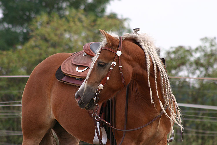 Mein Westernhaf