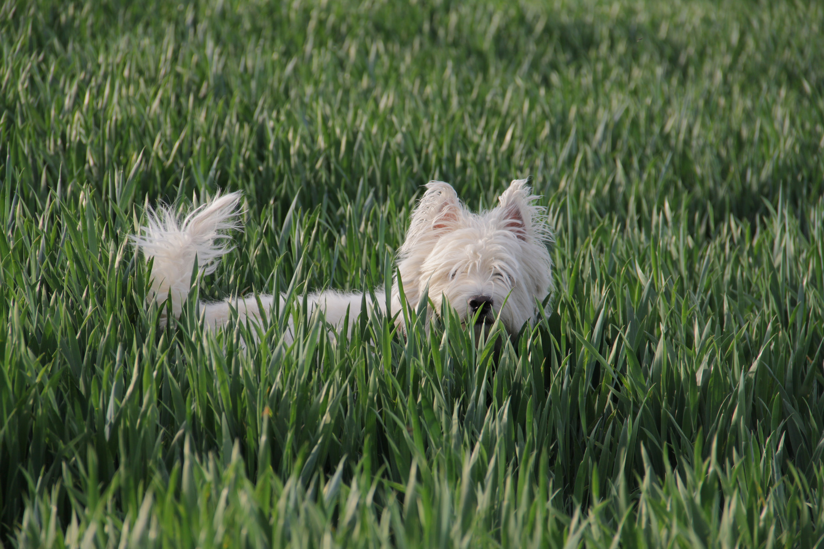 Mein Westi im Feld