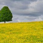 mein Wetterbild zum 12. Mai