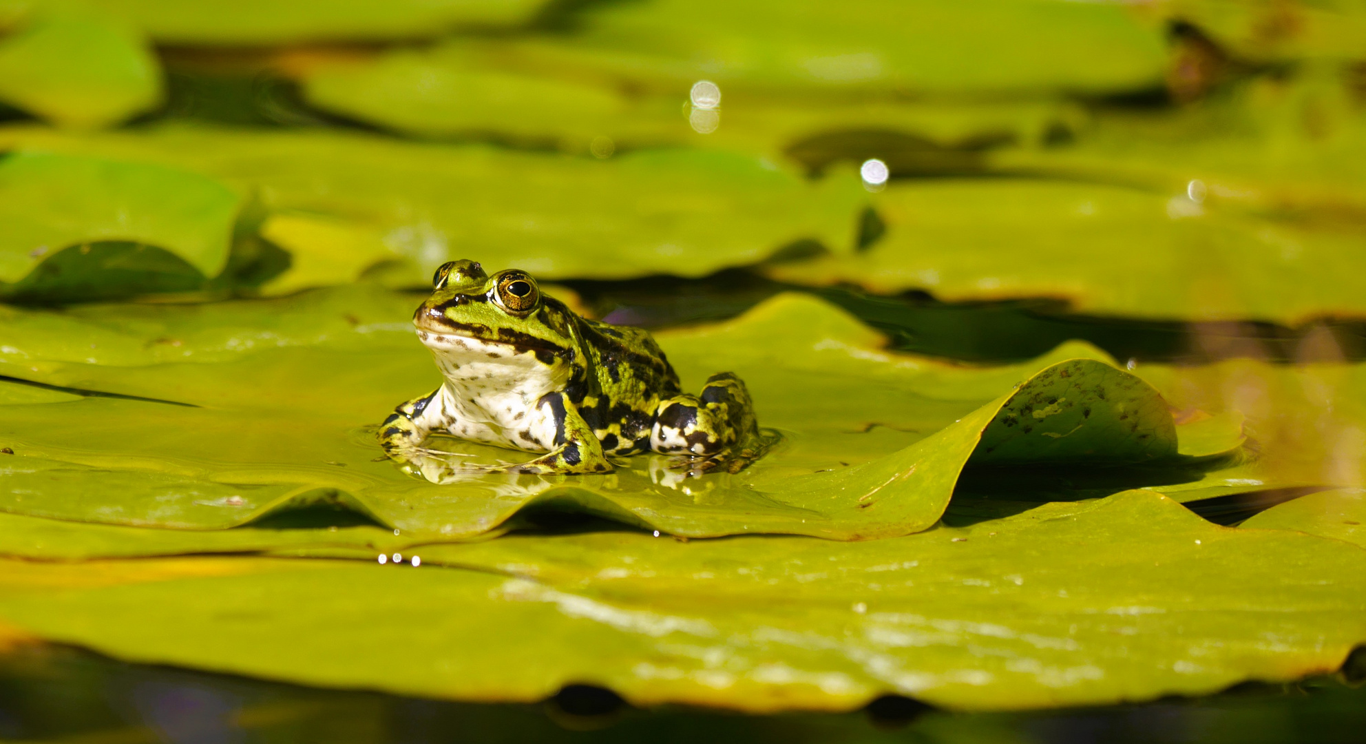 mein Wetterfrosch