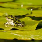 mein Wetterfrosch