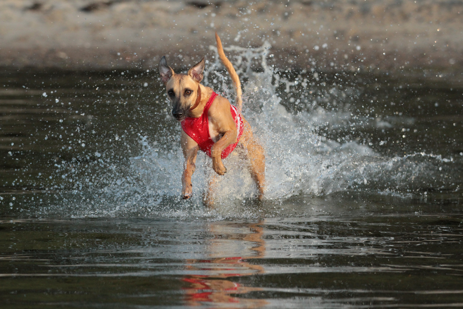 Mein Whippet Duncan sammelt die ersten Erfahrungen im Element Wasser 01