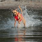 Mein Whippet Duncan sammelt die ersten Erfahrungen im Element Wasser 01