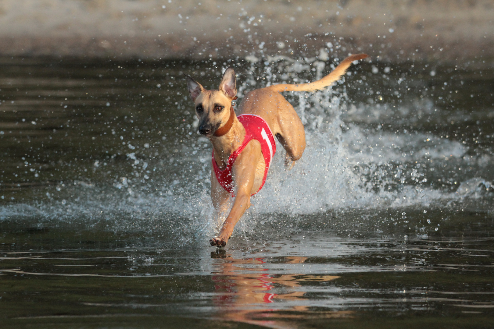 Mein Whippet Duncan sammelt die ersten Erfahrungen im Element Wasser 02