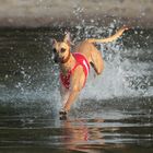 Mein Whippet Duncan sammelt die ersten Erfahrungen im Element Wasser 02