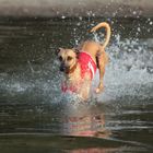 Mein Whippet Duncan sammelt die ersten Erfahrungen im Element Wasser 03