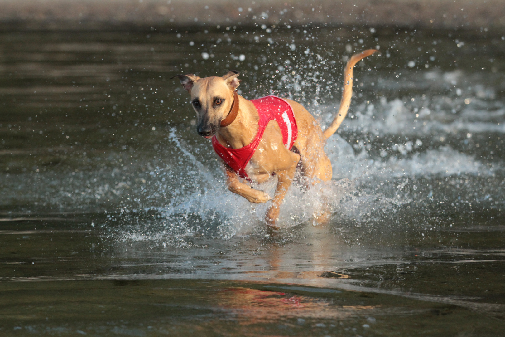 Mein Whippet Duncan sammelt die ersten Erfahrungen im Element Wasser 04