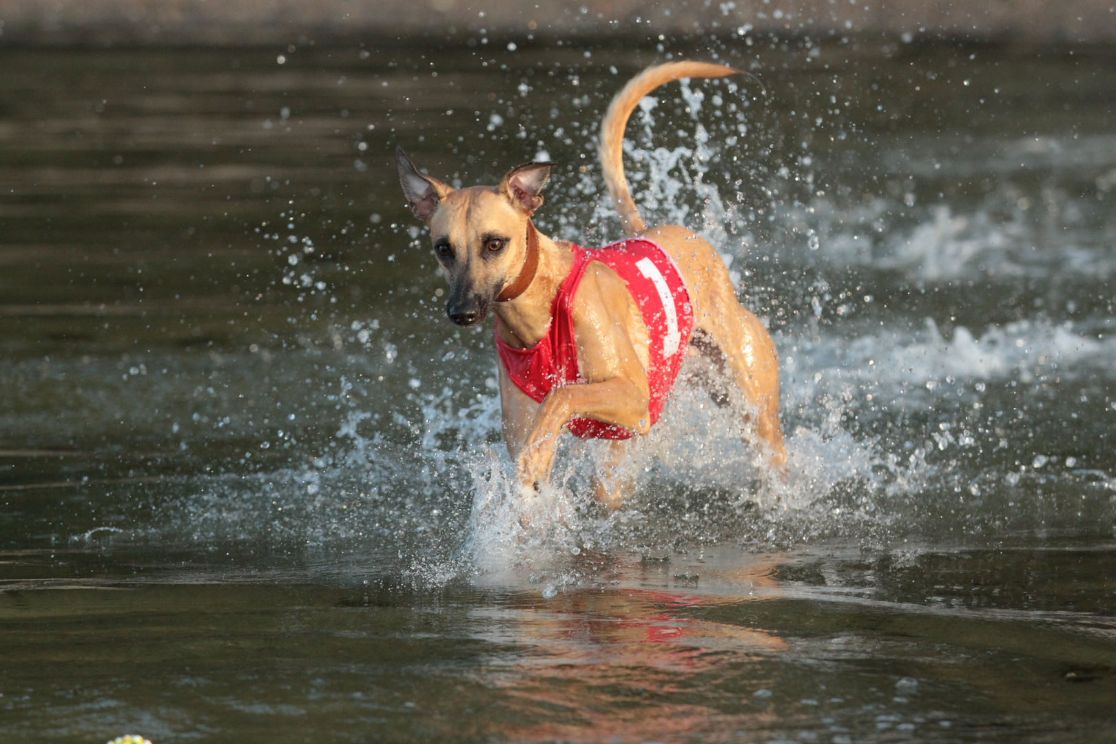 Mein Whippet Duncan sammelt die ersten Erfahrungen im Element Wasser 05