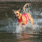 Mein Whippet Duncan sammelt die ersten Erfahrungen im Element Wasser 05