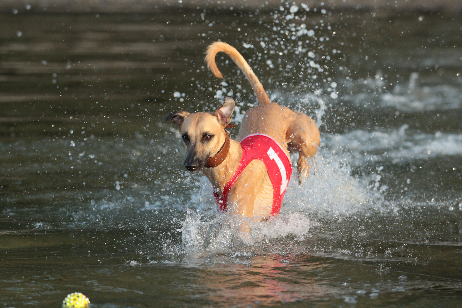 Mein Whippet Duncan sammelt die ersten Erfahrungen im Element Wasser 06