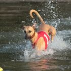 Mein Whippet Duncan sammelt die ersten Erfahrungen im Element Wasser 06